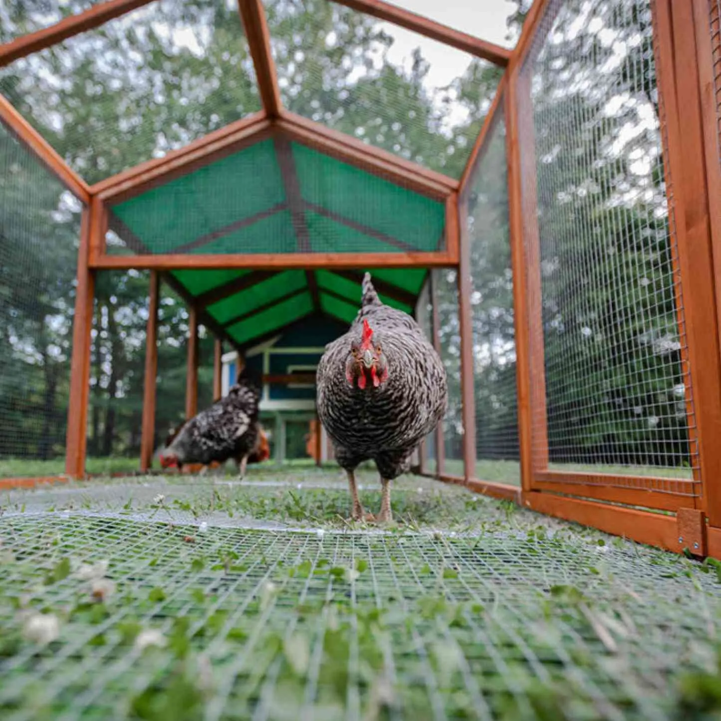 "The Hen Pen" Modular Chicken Run w/ Cover, 8' x 4', Rat-Proof