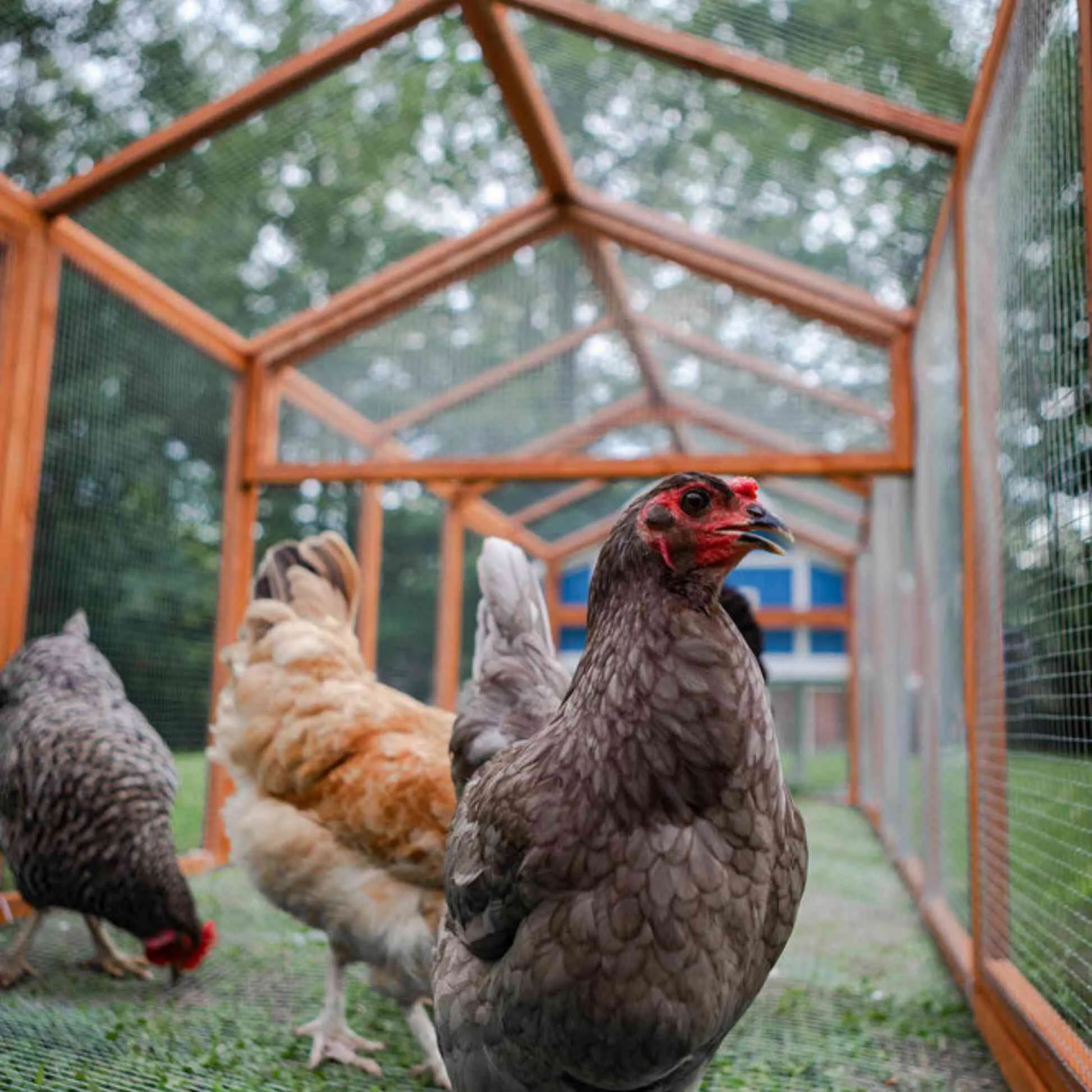 "The Hen Pen" Modular Chicken Run w/ Cover, 8' x 4', Rat-Proof